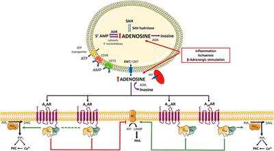 Pharmacological Tuning of Adenosine Signal Nuances Underlying Heart Failure With Preserved Ejection Fraction